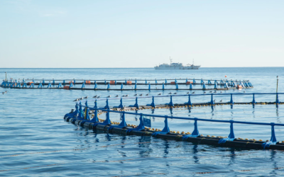 Filtration de l’eau de mer : défis et solutions pour l’aquaculture et le dessalement