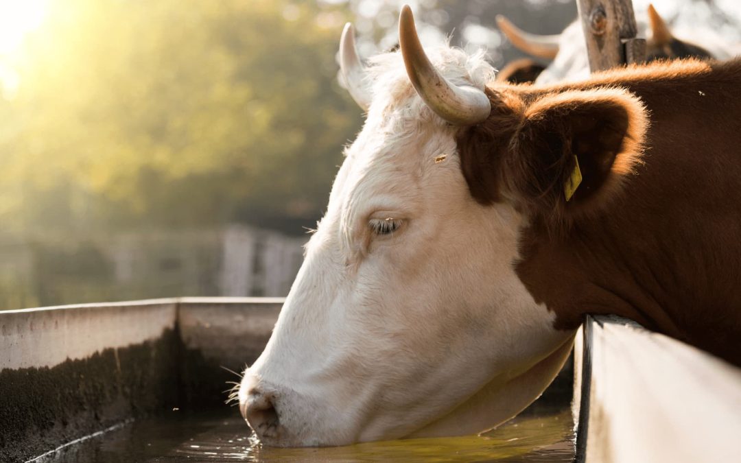 Livestock farming and agriculture: securing water supplies with filtered borehole water